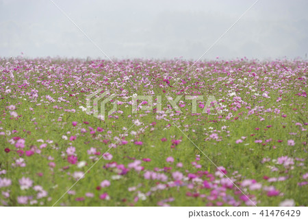 Gyeonggi-do, Korea, Cosmos Gyeonggi-do, Korea, Cosmos 41476429