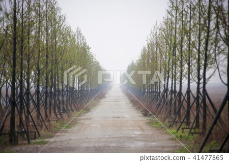 韓國京畿道，安山市，Sihwa湖，Daebudo公園 41477865