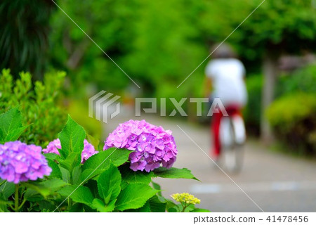 公園的雨天公園的Samukawa繡球花和自行車在綠色的道路上開花 41478456