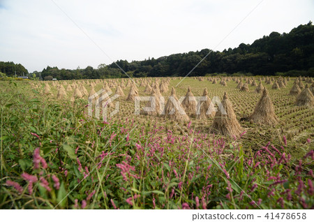 Harvested rice field 41478658