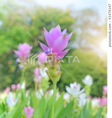 Siam tulip flower 41479147