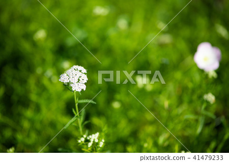 Upland of white flowered saw bowl 41479233