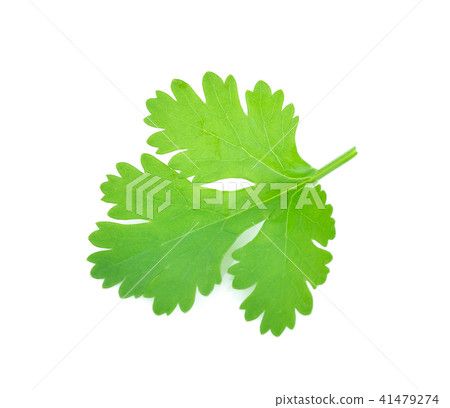 parsley isolated on white background. 41479274