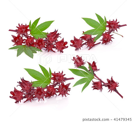 roselle isolated on white backgroun roselle isolated on white backgroun 41479345