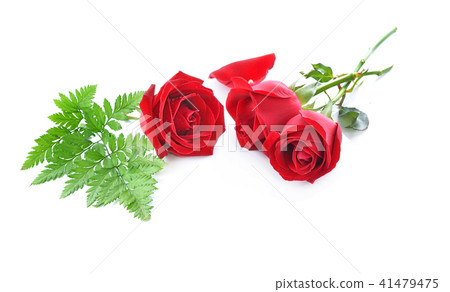 Red rose isolated on white background. Red rose isolated on white background. 41479475