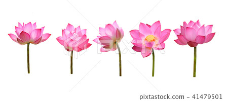 lotus flower 41479501