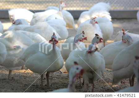 group of white plymouth rock in zoo 41479521