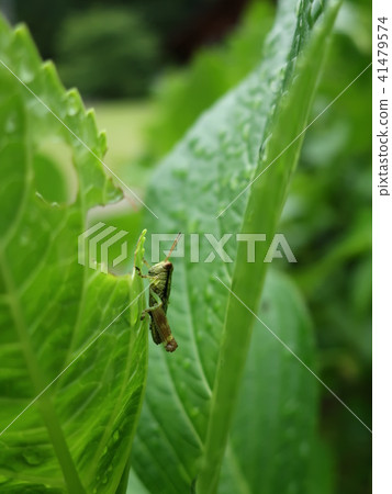 A cute grasshopper's child on the leaves of hydrangea after the rain 41479574