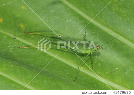 Creatures Insects Rhododendron species Tsubayushi, endemic species of Yaeyama with a forelimb red. While resting while stretching his legs on the leaves of the quadrigo 41479620