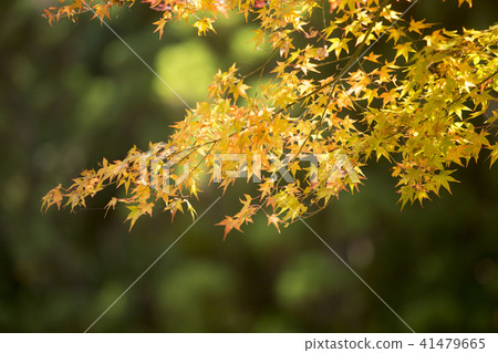Autumn leaves 41479665
