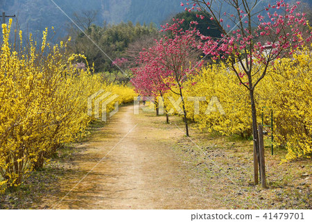 Forsythiae and red plum Forsythiae and red plum 41479701