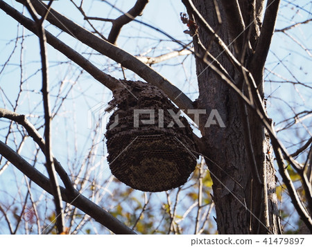 Beehive Beehive 41479897