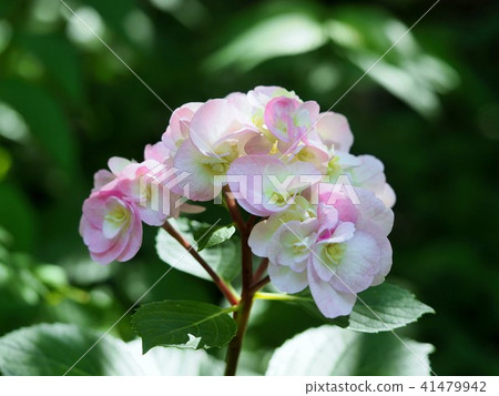 與淺粉紅色和白色模糊的初始繡球花 與淺粉紅色和白色模糊的初始繡球花 41479942
