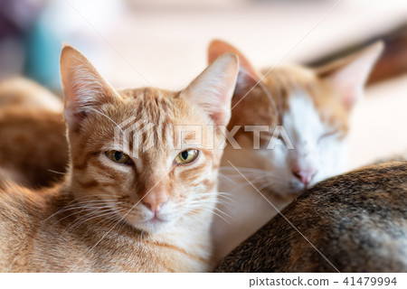 Ginger cat looking at camera 41479994