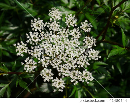 Peach flower 1 41480544