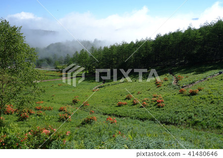 Flower garden of Mt. Flower garden of Mt. 41480646