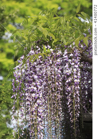 Fuji flower (Matsumoto castle park) 41480772