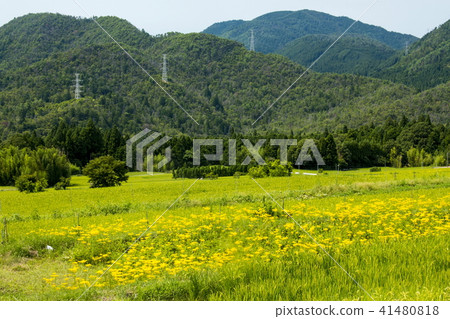 Omina Es of the Atagiri Rice Field 41480818
