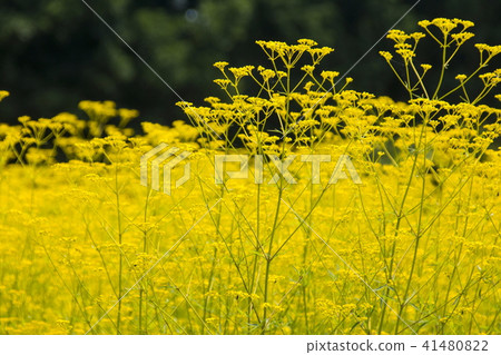 Omina Es of the Atagiri Rice Field 41480822