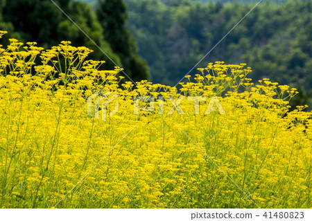 Atagiri稻田的Omina Es Atagiri稻田的Omina Es 41480823