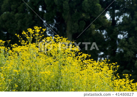 Omina Es of the Atagiri Rice Field 41480827