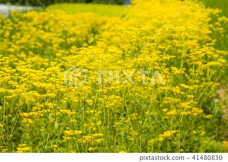 Atagiri稻田的Omina Es 41480830