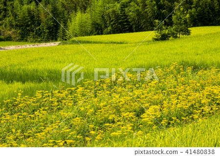 Omina Es of the Atagiri Rice Field 41480838