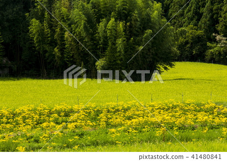 Omina Es of the Atagiri Rice Field 41480841