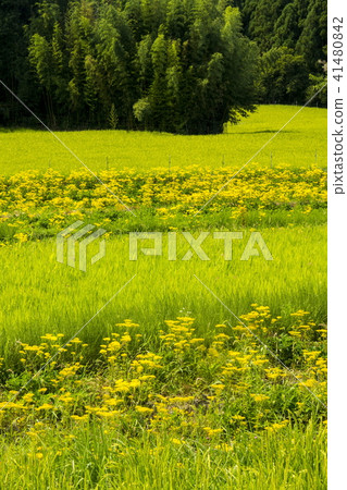 Omina Es of the Atagiri Rice Field Omina Es of the Atagiri Rice Field 41480842