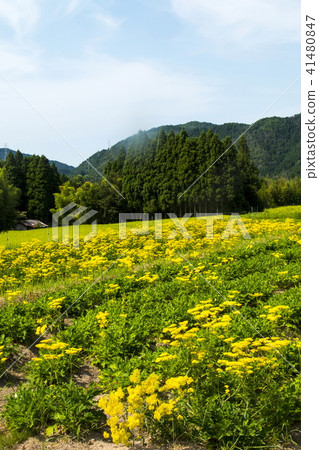 Omina Es of the Atagiri Rice Field 41480847