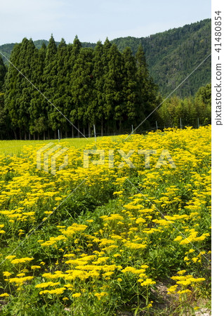 Omina Es of the Atagiri Rice Field 41480854
