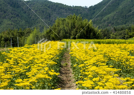 Omina Es of the Atagiri Rice Field 41480858