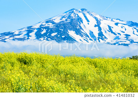 Rapeseed field Rapeseed field 41481032
