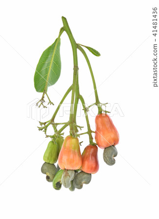 red cashew fruit isolated on white background red cashew fruit isolated on white background 41481436