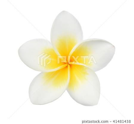 Frangipani flower isolated on white background Frangipani flower isolated on white background 41481438