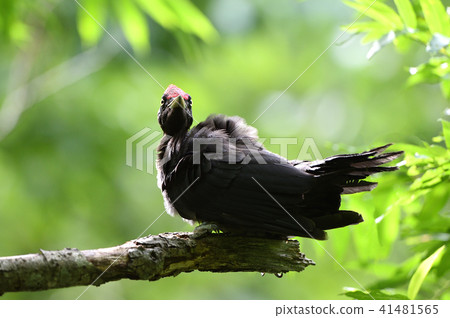 Kumagera no yakitori 41481565