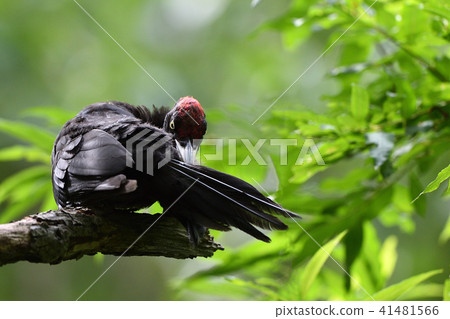 Kumagera no yakitori 41481566