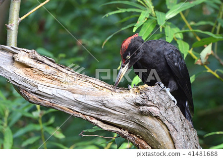 Kumagera no yakitori 41481688