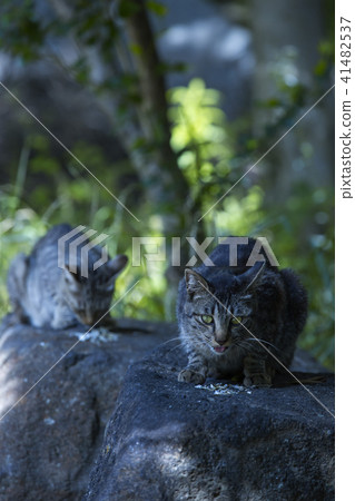 Stray cats of Fushimi Stray cats of Fushimi 41482537