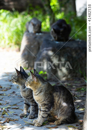 Stray cats of Fushimi Stray cats of Fushimi 41482538