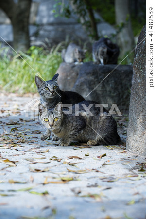 Stray cats of Fushimi Stray cats of Fushimi 41482539