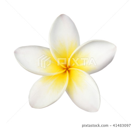 Frangipani flower isolated on white background 41483097