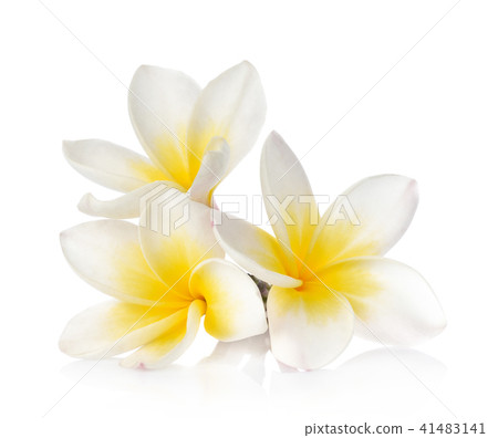 Frangipani flower on white background 41483141