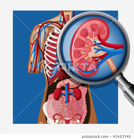 A Human Anatomy of Kidney - Stock Illustration [41483548] - PIXTA