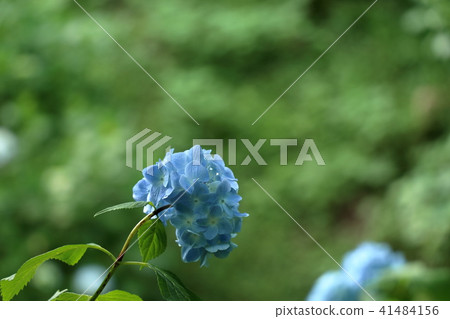  hydrangea 41484156