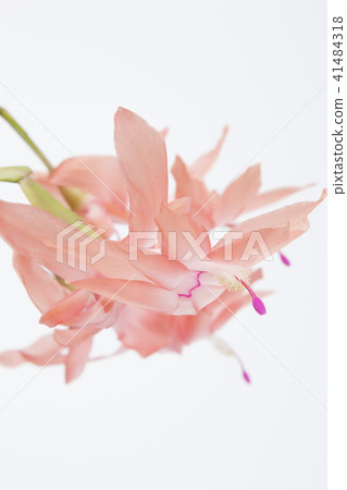 橙色Shakobasababuten 41484318