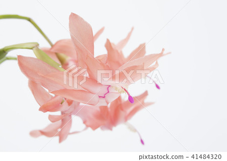 橙色Shakobasababuten 41484320