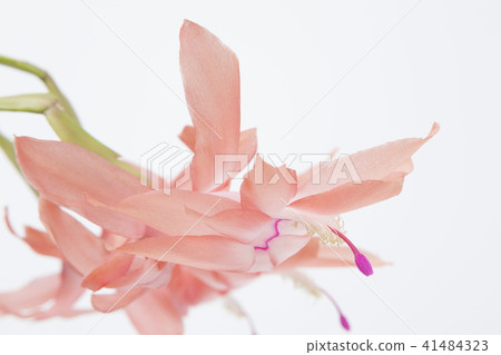 橙色Shakobasababuten 橙色Shakobasababuten 41484323