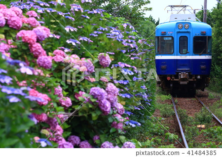 Hydrangea and Choshi Railway 41484385