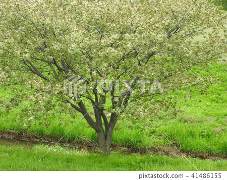 Cherry Blossoms	 41486155